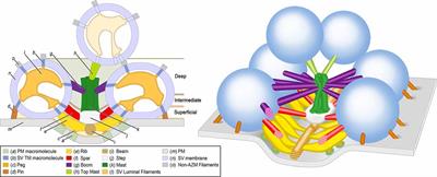 Hypothesis Relating the Structure, Biochemistry and Function of Active Zone Material Macromolecules at a Neuromuscular Junction